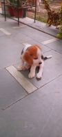 Beagle Puppies for sale in Noida, Uttar Pradesh, India. price: 15,000 INR
