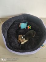 Beagle Puppies for sale in Sector 119, Noida, Uttar Pradesh, India. price: 12000 INR