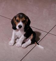 Beagle Puppies for sale in Ahmedabad, Gujarat, India. price: 8,000 INR