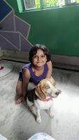 Beagle Puppies for sale in Islampur, Pathak Bari, Asansol, West Bengal, India. price: 10000 INR