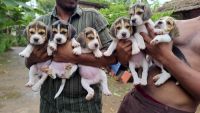 Beagle Puppies for sale in Thrissur, Kerala, India. price: 22000 INR