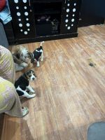 Beagle Puppies for sale in Alambagh, Lucknow, Uttar Pradesh, India. price: 8,000 INR