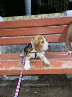 Beagle Puppies for sale in Kovilambakkam, Chennai, Tamil Nadu, India. price: 55,000 INR