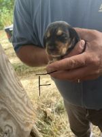 Beagle Puppies for sale in Falmouth, KY, USA. price: $200