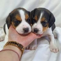 Beagle Puppies for sale in New York New York Casino, Las Vegas, NV 89109, USA. price: $300