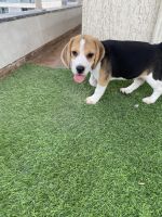 Beagle Puppies for sale in Pal Gam, Surat, Gujarat, India. price: 15,000 INR