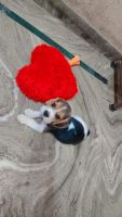 Beagle Puppies for sale in Govindpuram, Ghaziabad, Uttar Pradesh, India. price: 10000 INR