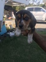 Beagle puppies