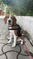 Beagle Puppies for sale in Sithalapakkam, Chennai, Tamil Nadu, India. price: 12000 INR