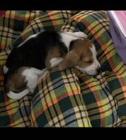Beagle Puppies for sale in Chennai, Tamil Nadu, India. price: 135 INR