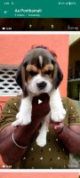 Beagle Puppies for sale in Chennai, Tamil Nadu, India. price: 17 INR