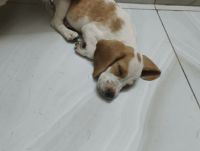 Beagle Puppies for sale in Bhowanipore, Kolkata, West Bengal, India. price: 10,000 INR