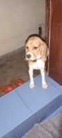 Beagle Puppies for sale in Bowbazar, Kolkata, West Bengal, India. price: 15000 INR