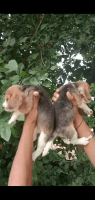 Beagle Puppies for sale in Gurugram, Haryana, India. price: 12 INR