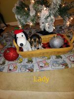 Beagle Puppies for sale in Doniphan, MO 63935, USA. price: $200