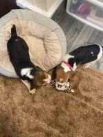 Beagle Puppies for sale in New York, NY, USA. price: $600