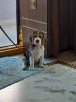 Beagle Puppies for sale in Hyderabad, Telangana, India. price: 25,000 INR