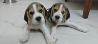 Beagle Puppies for sale in Ernakulam, Kerala, India. price: 15000 INR