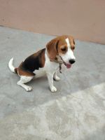 Beagle Puppies for sale in Bharatpur, Rajasthan, India. price: 20,000 INR