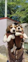 Beagle Puppies for sale in Tiruppur, Tamil Nadu, India. price: 12,000 INR