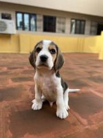 Beagle Puppies for sale in Madhavaram, Chennai, Tamil Nadu, India. price: 18,000 INR