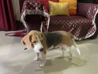 Beagle Puppies for sale in Varanasi, Uttar Pradesh, India. price: 25,000 INR