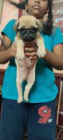 Beagle Puppies for sale in Kodungaiyur, Chennai, Tamil Nadu, India. price: 16 INR