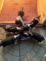 Licinio Oliveira Union nj