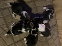 Licinio Oliveira Union nj