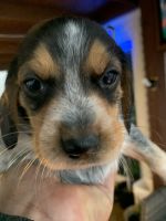 Licinio Oliveira Union nj