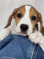 Beagle puppies