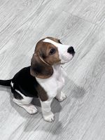 Beagle Puppies for sale in Menifee, CA, USA. price: $500
