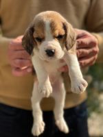 Beagle Puppies for sale in Maujpur, Shahdara, Delhi, 110053, India. price: 9500 INR