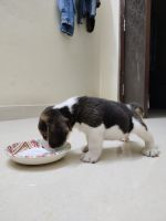 Beagle Puppies for sale in Boduppal, Hyderabad, Telangana, India. price: 15000 INR