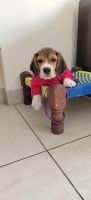 Beagle Puppies for sale in Ghaziabad, Uttar Pradesh, India. price: 20000 INR