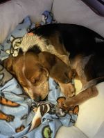 12week old beagle pup