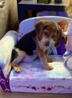 12week old beagle pup