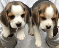 Beagle Puppies for sale in 6, Jaipur Golden Hospital Rd, Pocket 1, Sector 3A, Rohini, Delhi, 110085, India. price: 7,000 INR