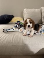 Beagle puppy