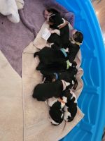 Beagle Puppies for sale in Pikeville, NC 27863, USA. price: $500