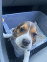 Beagle for sale