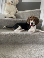 Beagle for sale