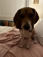 Beagle Puppies for sale in Fort Lauderdale, FL, USA. price: $600