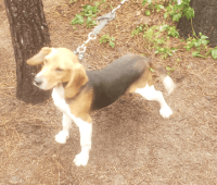 Beagle Puppies for sale in Eastover, NC, USA. price: $80,000