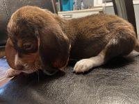 Beagle puppies for sale