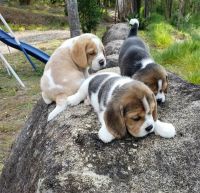 Beagle Puppies for sale in Arkansas City, KS 67005, USA. price: $850