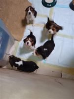 Beagle Puppies for sale in Los Angeles, CA, USA. price: $300