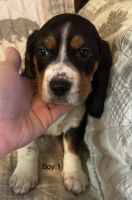 Beagle Puppies for sale in Grover, NC 28073, USA. price: $300