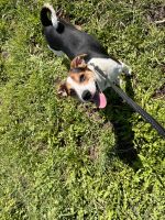 Beagle Puppies for sale in Wapato, WA 98951, USA. price: $300