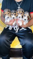 Beagle puppies
